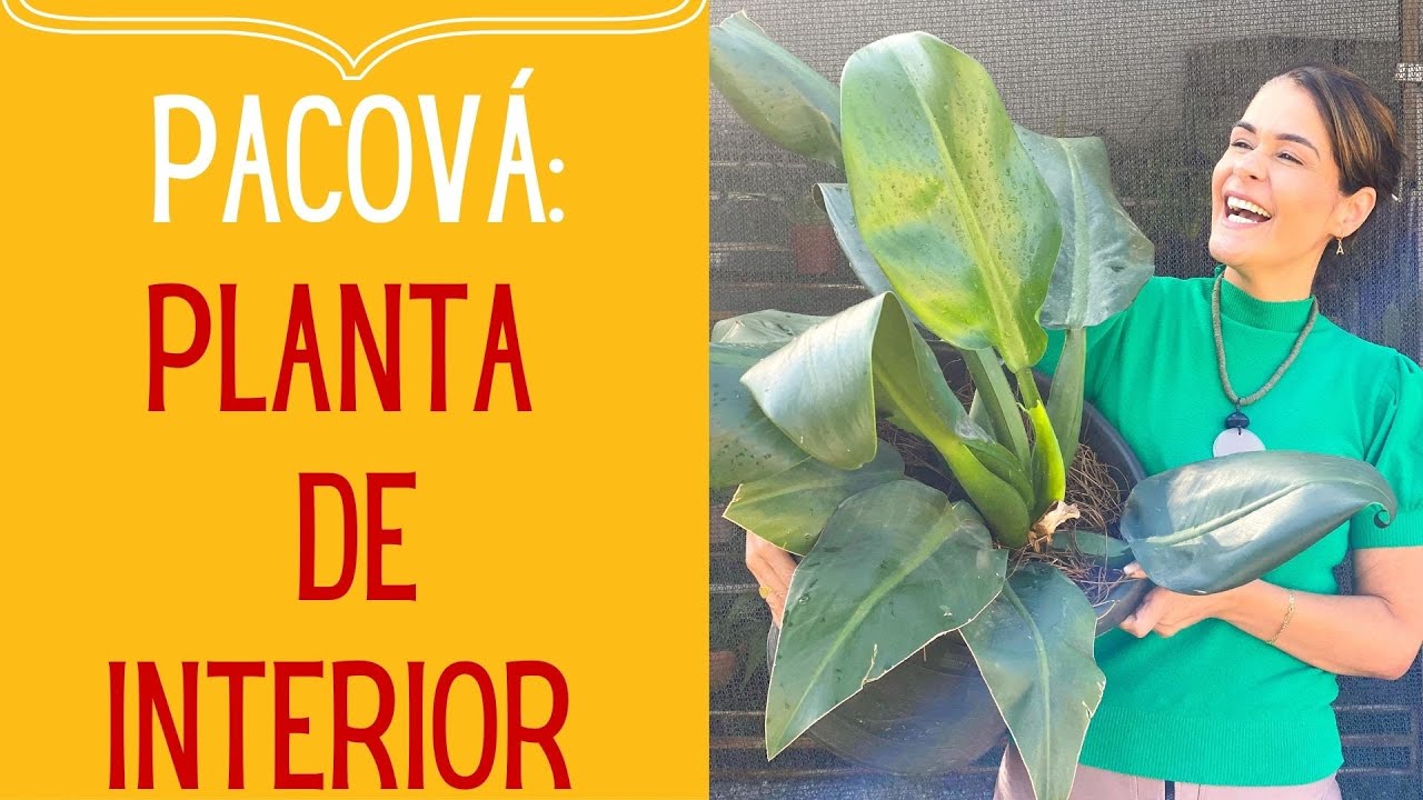 PLANTAS PARA DENTRO DE CASA: Como cuidar de um Pacov&aacute; em casa e como fazer muda