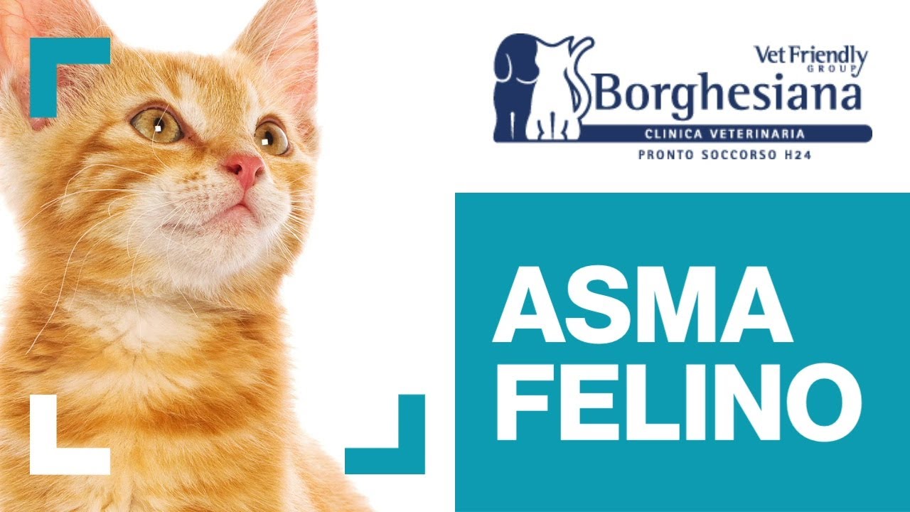 Asma Felino, cos'è e come riconoscerlo - Vet Friendly Group