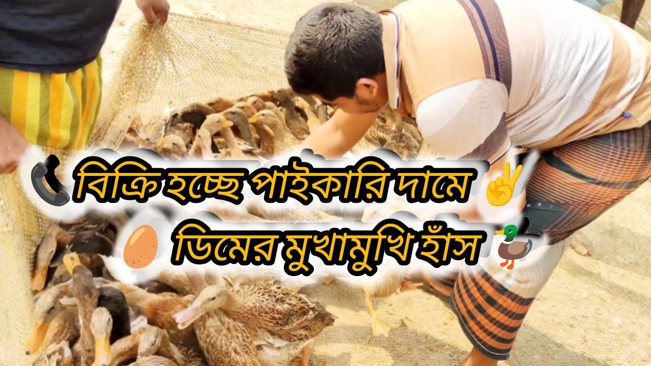 🥚 ডিমের মুখামুখি হাঁস 🦆 চলতি খামার!