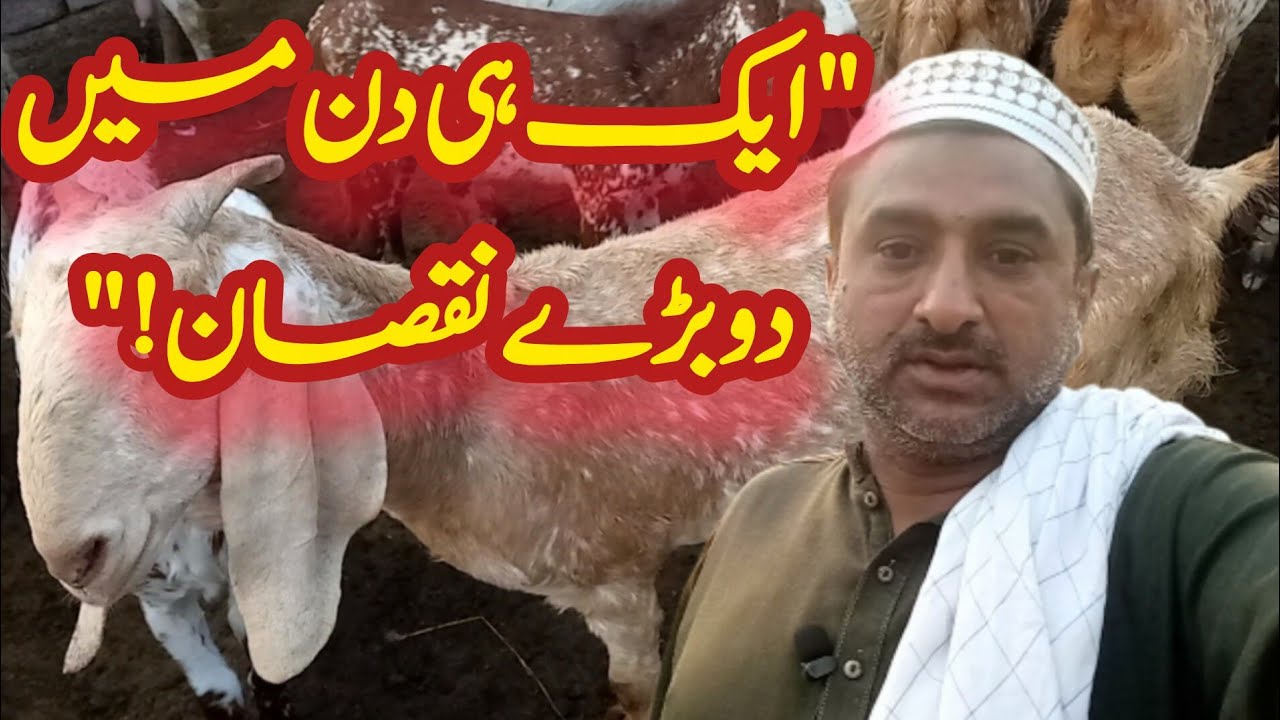 آج کا دن بہت مشکل تھا | بکری کے بچے مر گئے اور رکشا بھی خراب ہوگیا 😢#villagevlog #goatfarm#dailylife