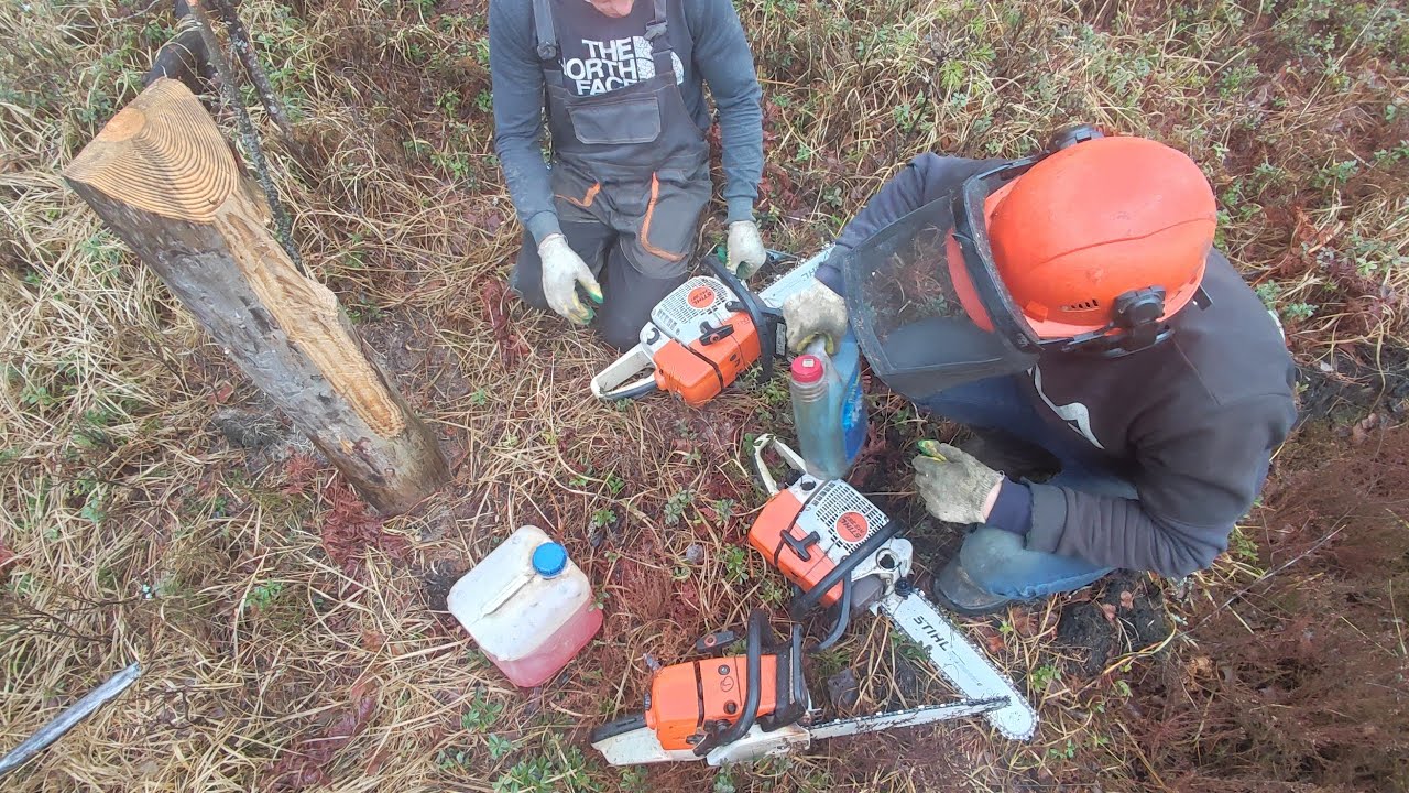 Валка дерева всё пошло не по плану 🌲🌲🌲