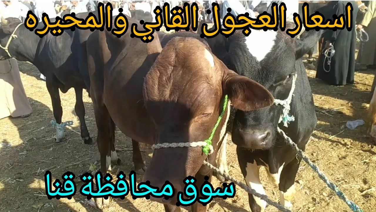 اسعار العجول القاني والمحيره من داخل سوق قنا