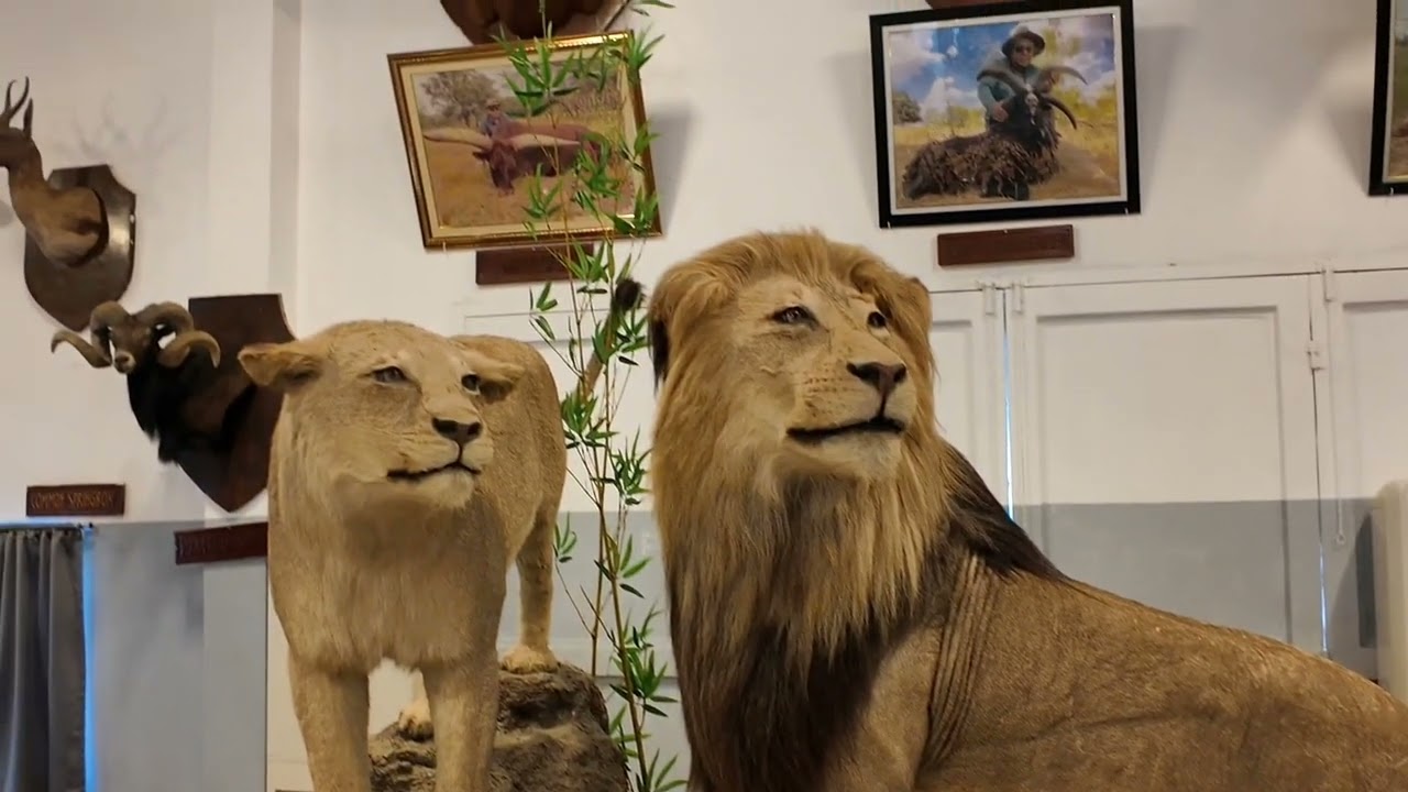 #SAFARI GALLERY#VIGANILOCOSSUR #BALUARTEZOO 
