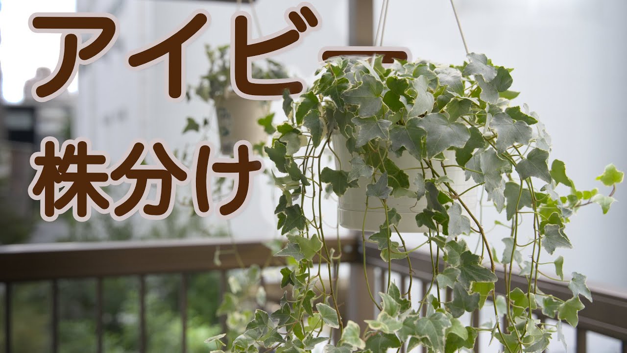 【観葉植物】アイビーが育ってきたので、冬越えの準備を兼ねて株分けします。