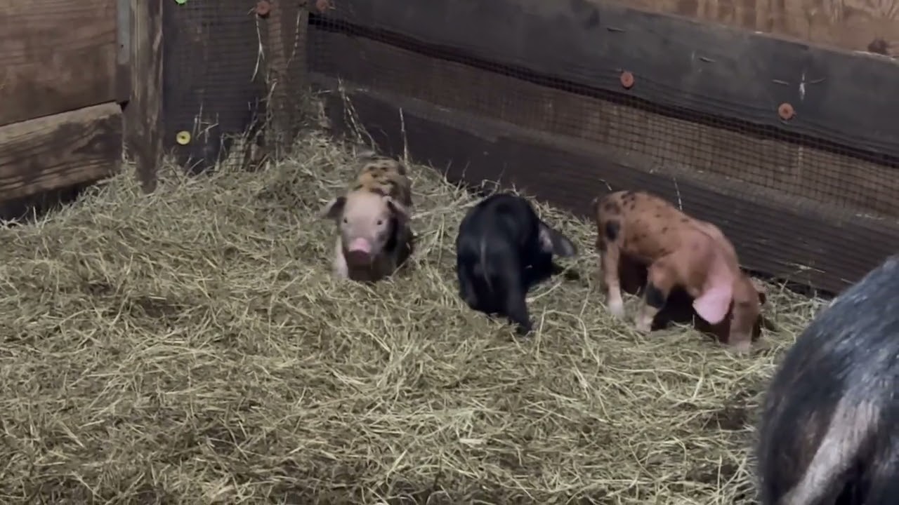 Baby pigs doing baby pig stuff.