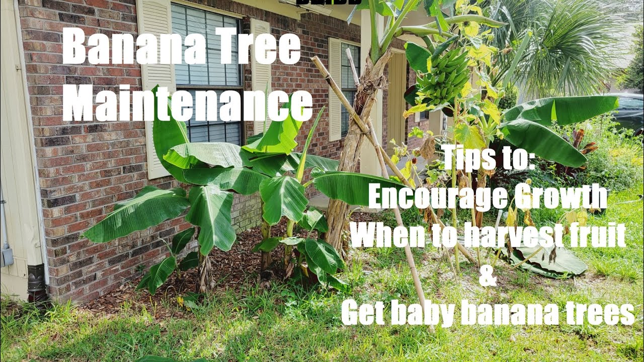 Banana tree maintenance tips