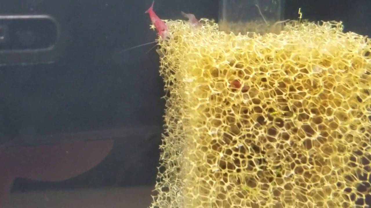 Red rili shrimp (Neocaridina davidi var. 'Rili')