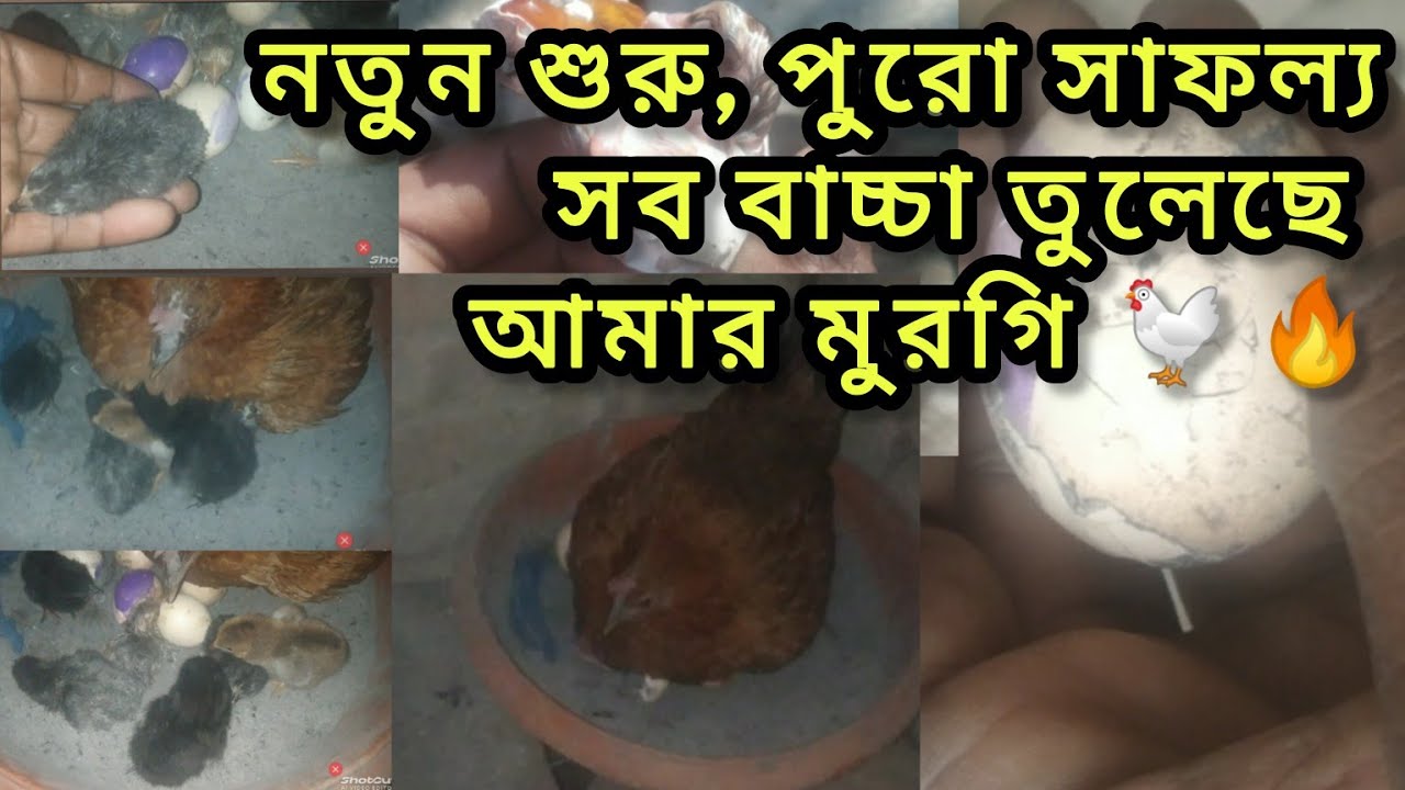 নতুন শুরুতেই বাজিমাত! সব বাচ্চা ফোটেছে 🐣🐔