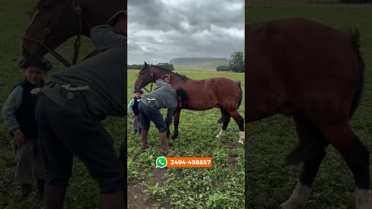 CABALLO COLORADO CRIOLLO PURO SIN REGISTRO $3.600.000 LOSEQUINOS.COM