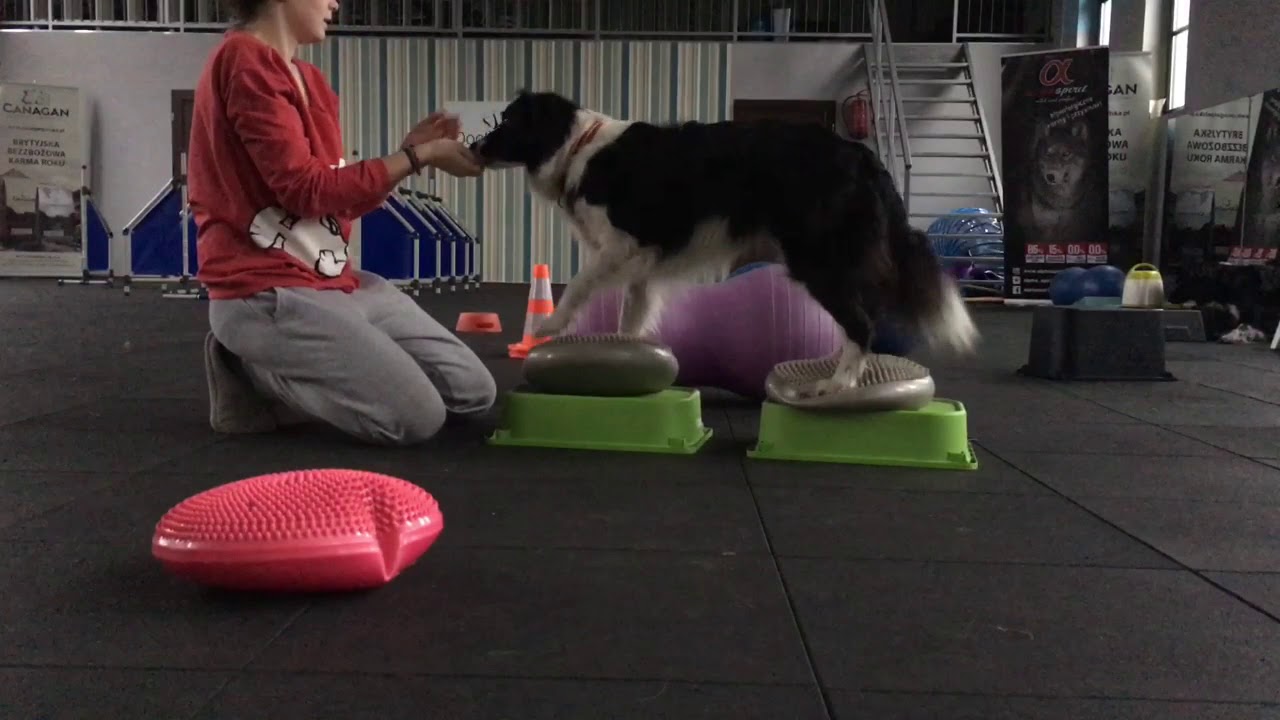 Trening uzupełniający DOGFITNESS - ćwiczenia zaawansowane