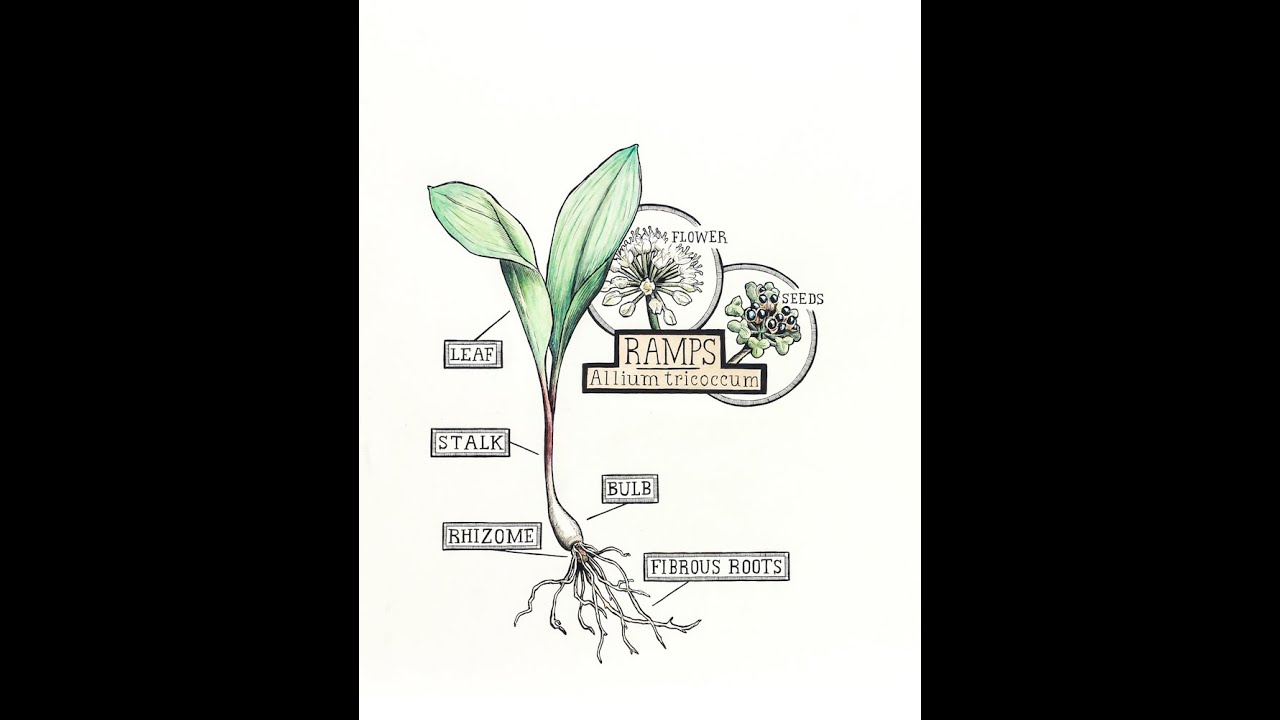 Ramps Cultivation Demonstration