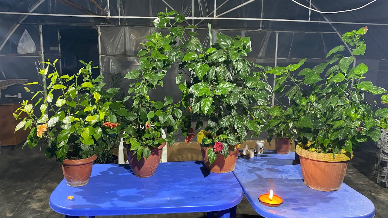 TAIEREA SI INMULTIREA TRANDAFIRILOR JAPONEZI!!