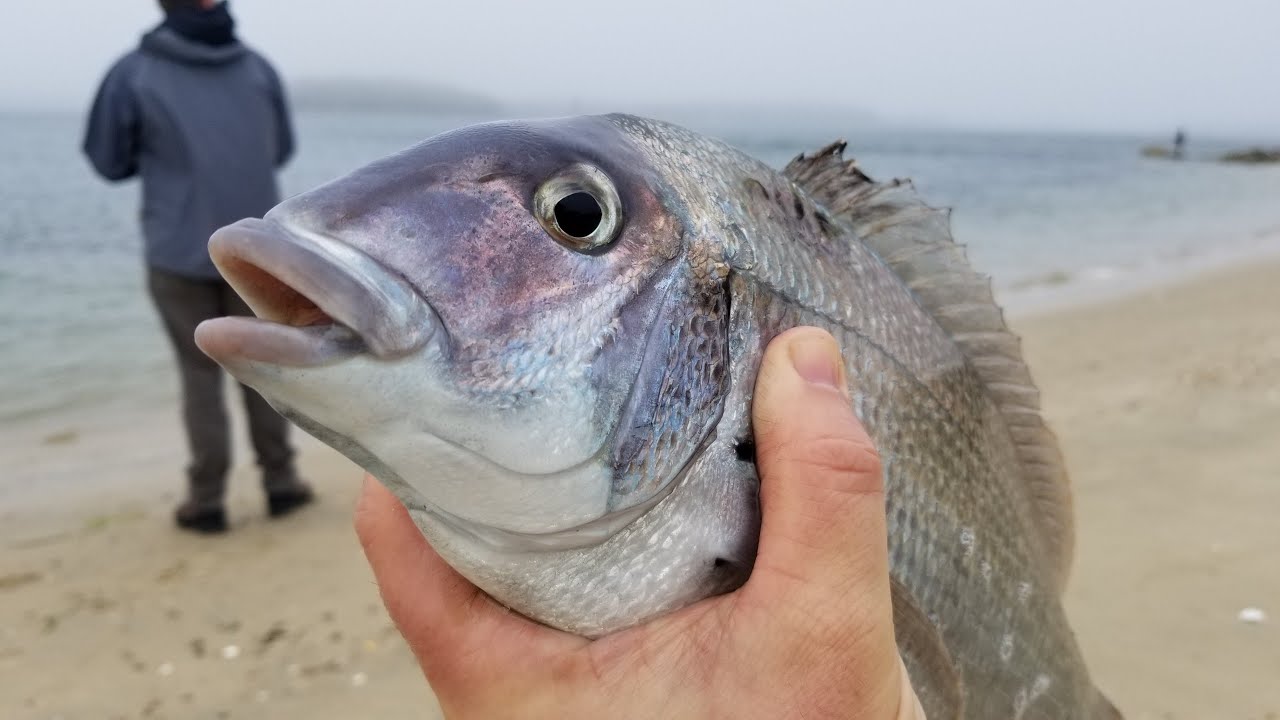 SHOREFISHING AT THE CAPE COD CANAL, Chunky Porgies and a Bonus Keeper Fluke