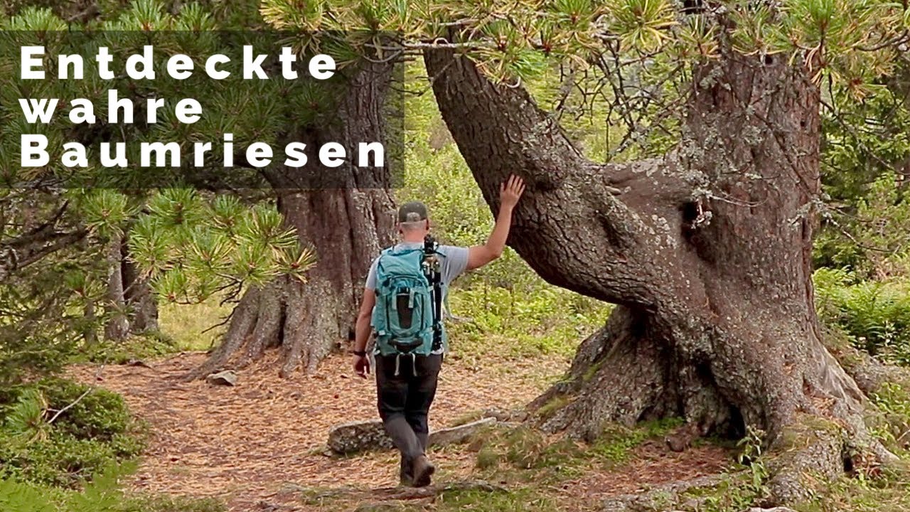 Ich fotografierte 1 Stunde lang zwei Bäume