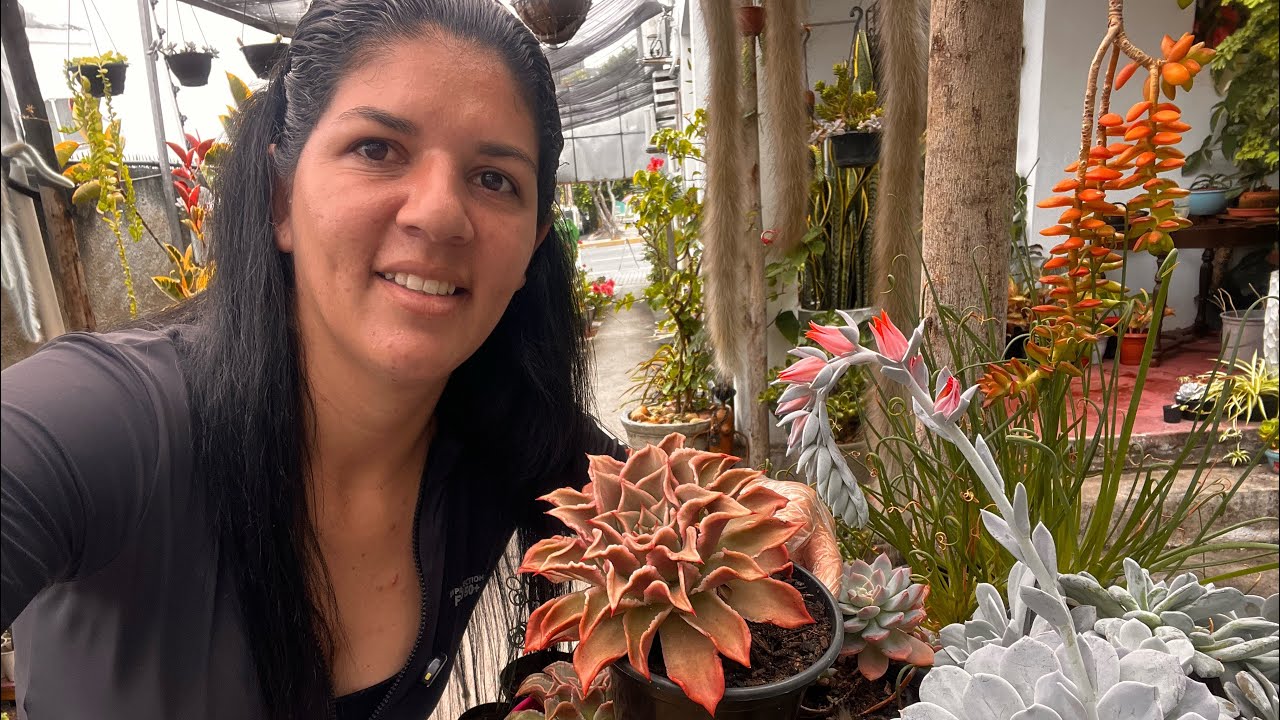 HOJE O DIA COMEÇOU ASSIM (Limpeza nas suculentas E dicas )