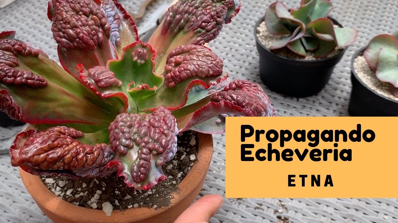 👩🏼‍🌾 Decapitando Echeveria Etna / resultados