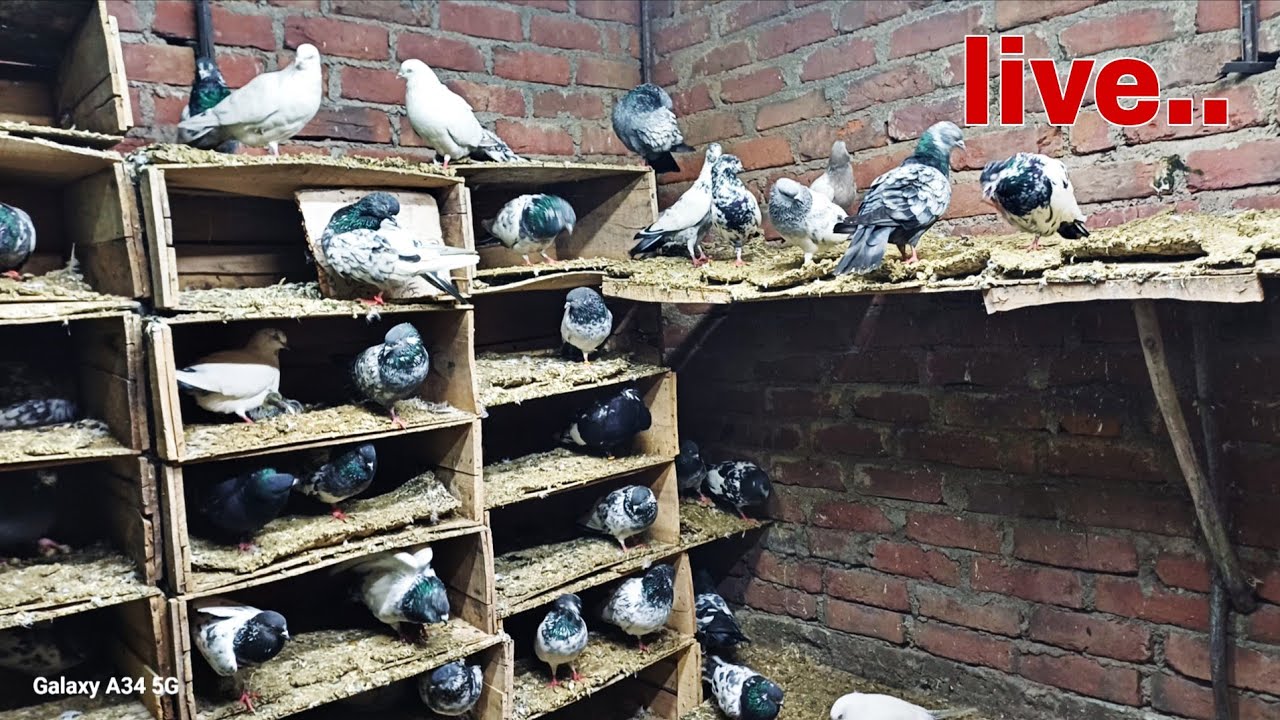 Salman pigeon Lover is live