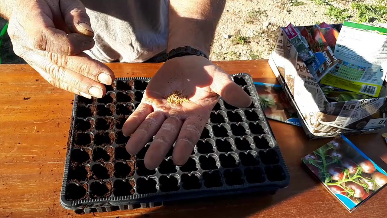 TRUCOS para que la GERMINACIÓN de tus SEMILLAS en Semillero sea un ÉXITO/Siembra y Truco para regar