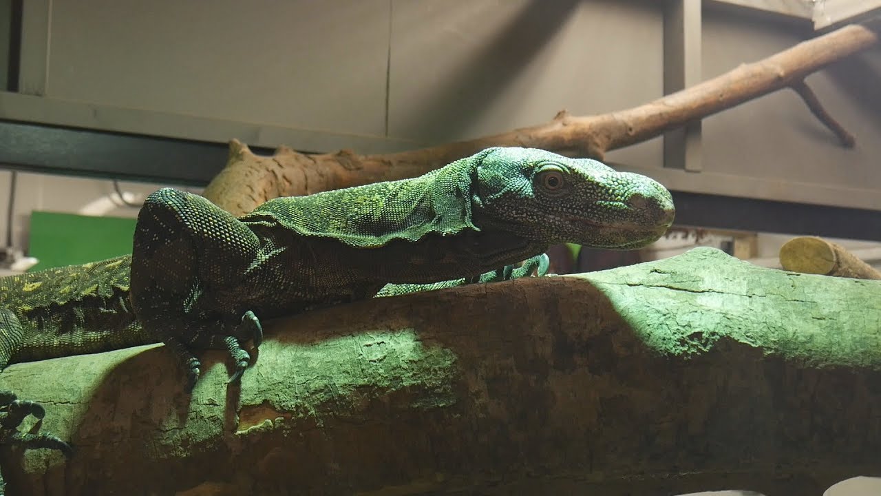 Paul & Lynsey's Zoo Tour #75 Crocodiles of the World