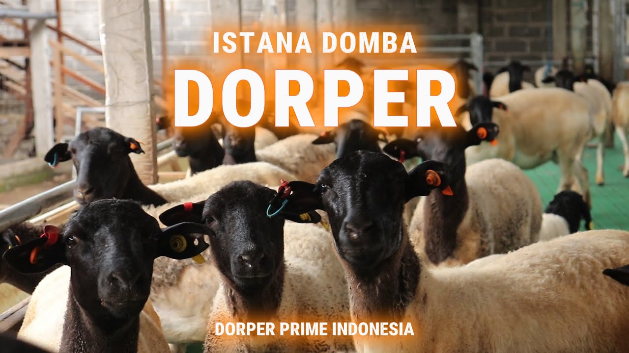 DOMBA DORPER - GENETIK DOMBA TERBAIK | DORPER PRIME RANCH INDONESIA