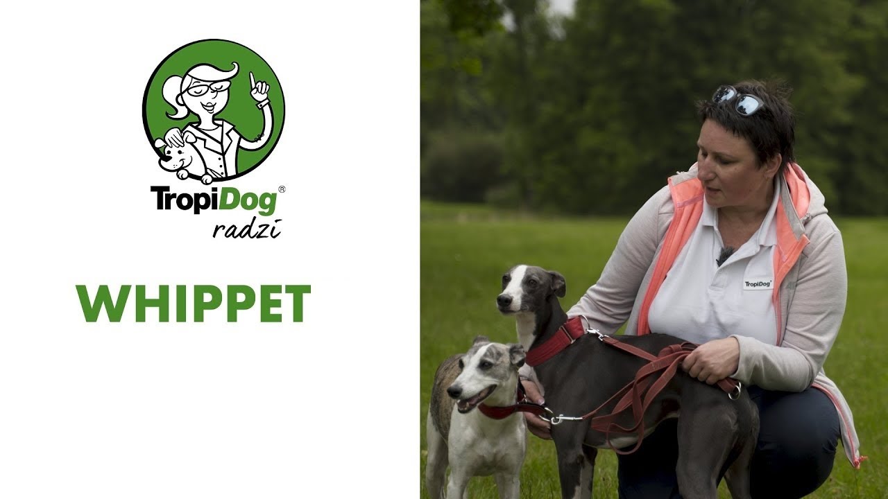 Whippet - perfect greyhound for city dwellers