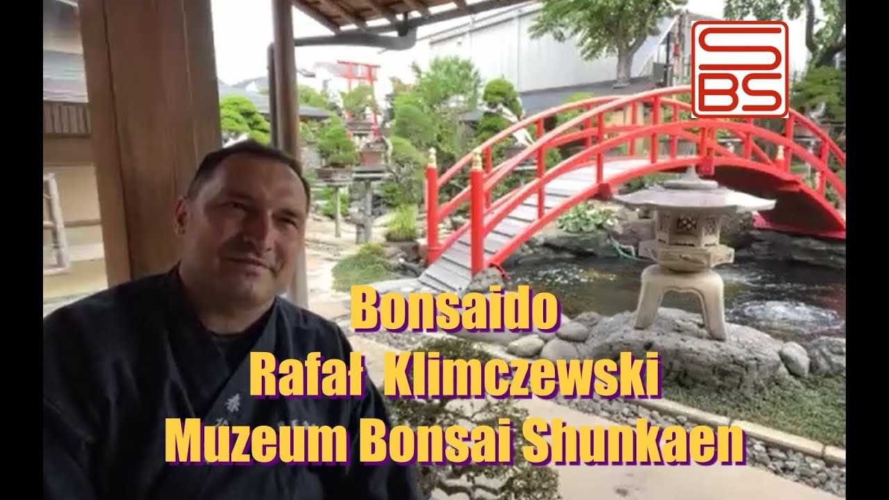 Bonsaido Rafała Klimczewskiego