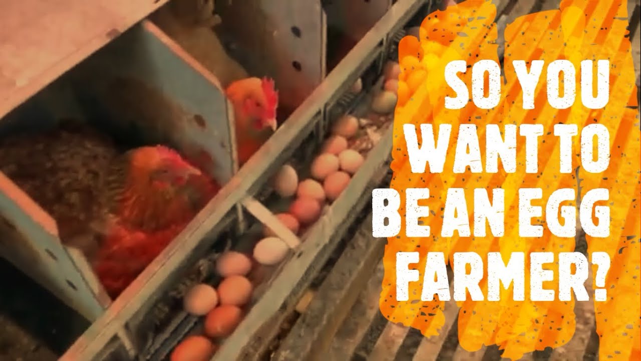 Small Egg Enterprise What Does it Take?? #pasturedeggs #EGGS #chickens