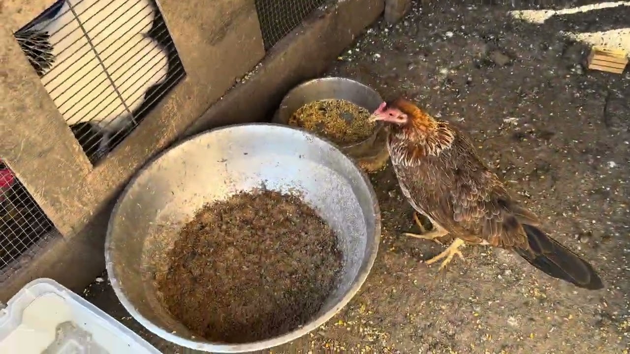 Hoy les toco este grupo gallinas 