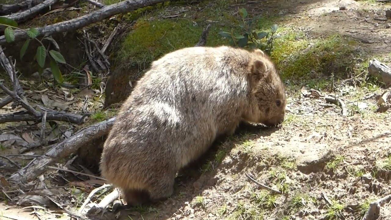 Close-up encounter with a grazing wombat on Maria Island