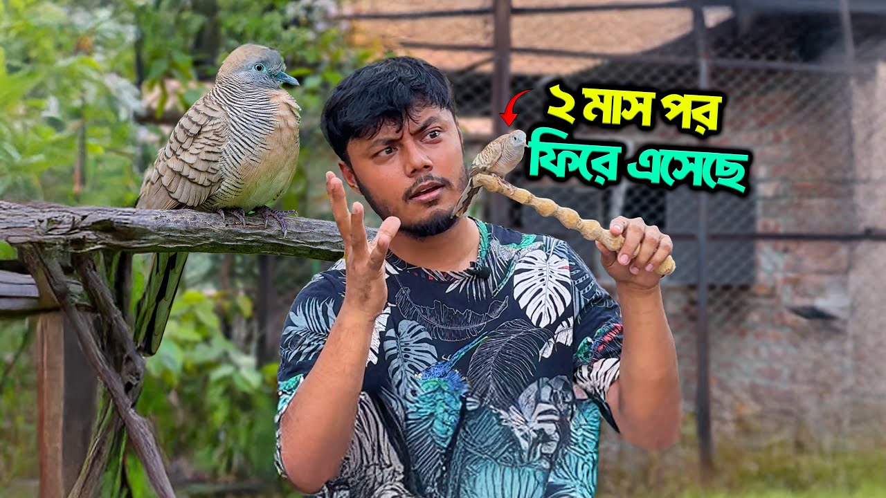 হারিয়ে যাওয়া ঘুঘু পাখি ফিরে এসেছে ২ মাস পর