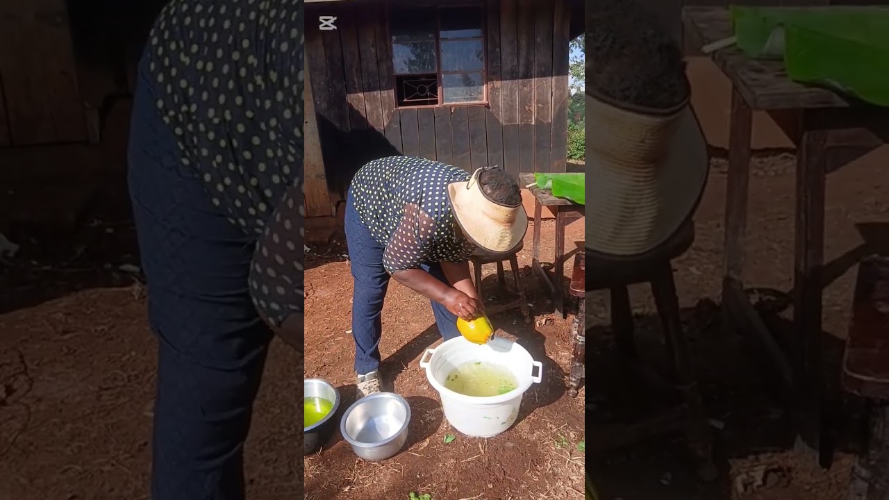 PREPARATIONS OF DINNER,HAVESTING CASSAVA AND COLLECTING FIREWOOD.