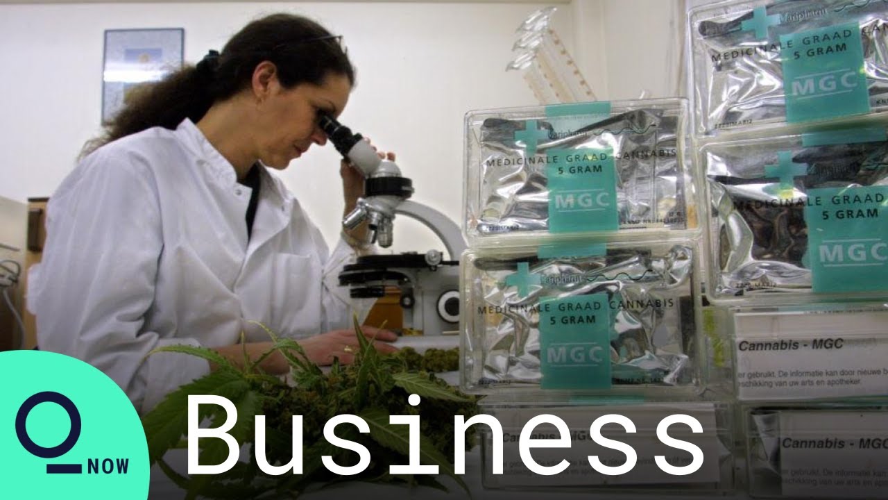 Cannabis Legalization: Public Health Costs Can Be Cons to a Legal Market