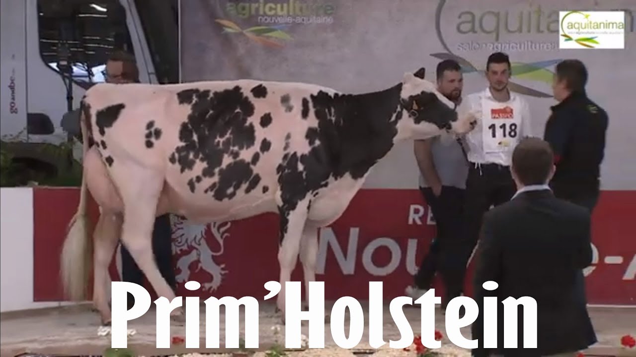 Journée Prim’Holstein & Nocturne - SANA