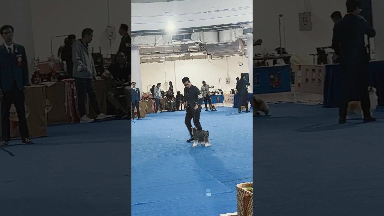 DOG SHOW THAILAND COMPETITION
