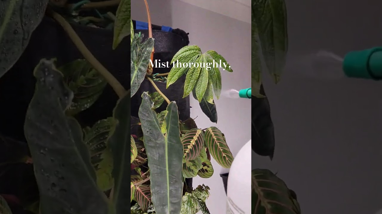 how to prevent spider mites - release predatory mites regularly. #plantcare #asmr