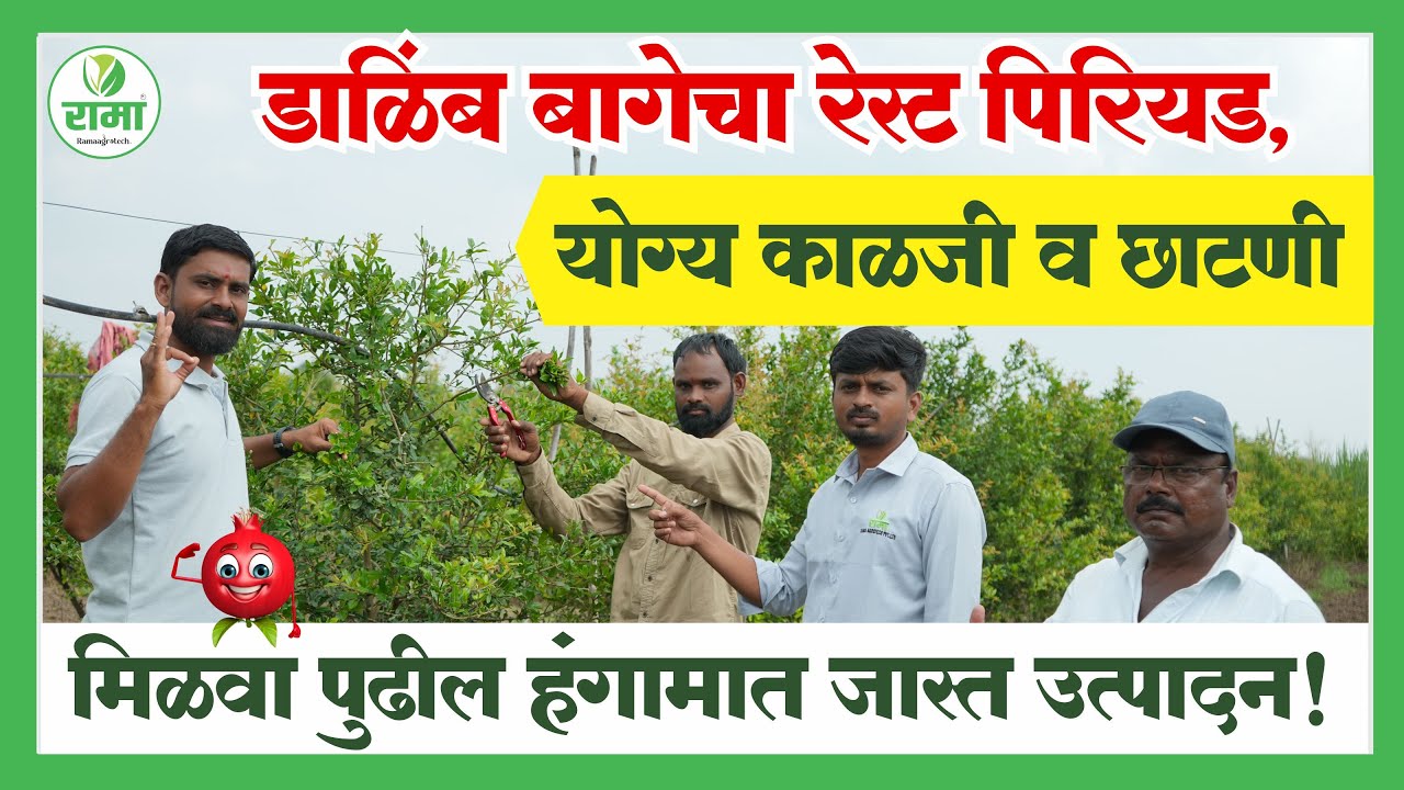🌞 डाळिंब बागेचा रेस्ट पिरियड 🌿 योग्य काळजी व छाटणीने मिळवा पुढील हंगामात जास्त उत्पादन! ✂️🍎