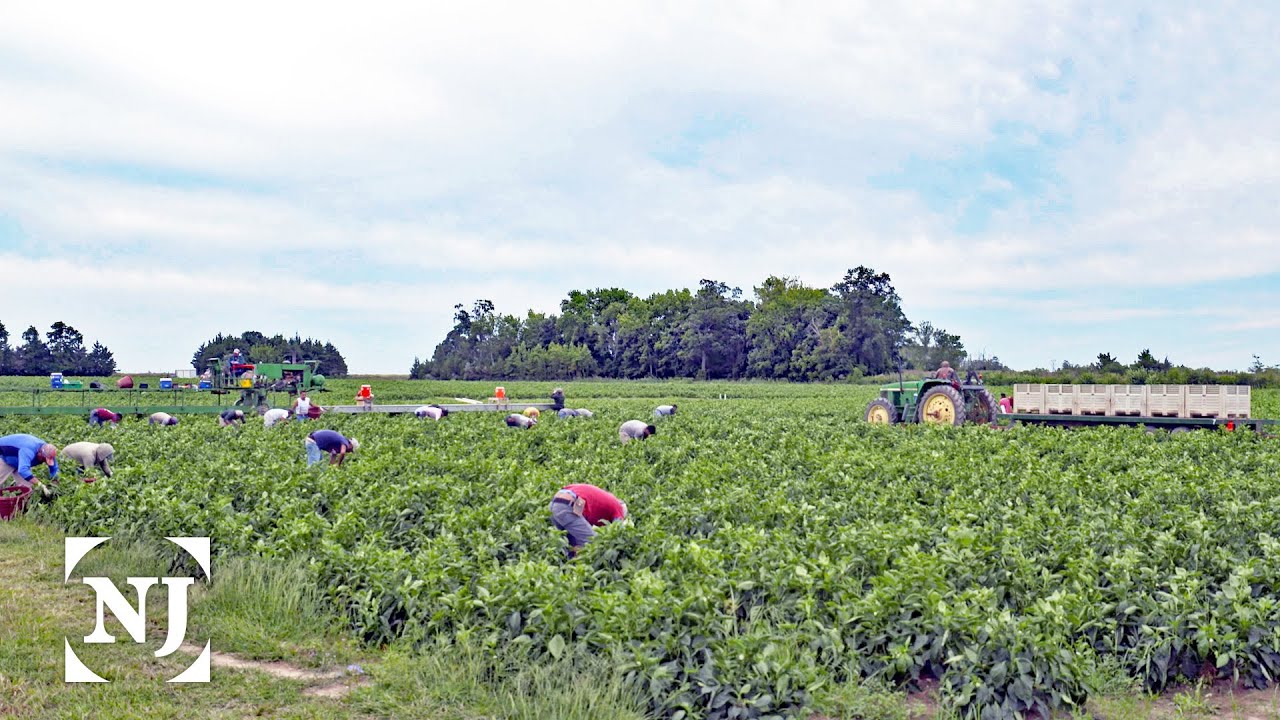 Farmworkers drive NJ's $1B agriculture sector. Rising heat is making their jobs more dangerous.