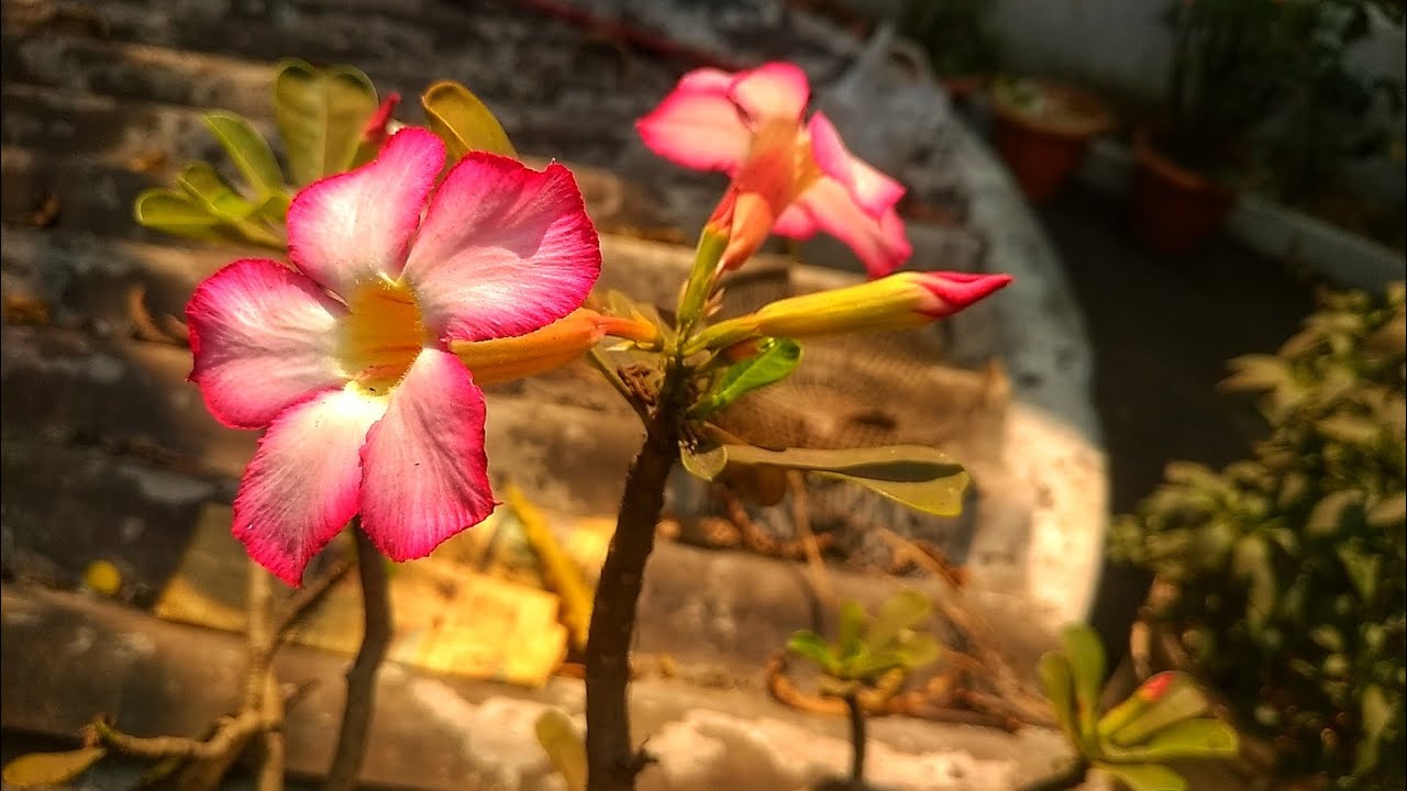 पंखुड़ियों वाले डेजर्ट रोज देखो Adenium Obesum डेजर्ट रोज अडेनियम DESERT ROSE #rose #desert #adenium