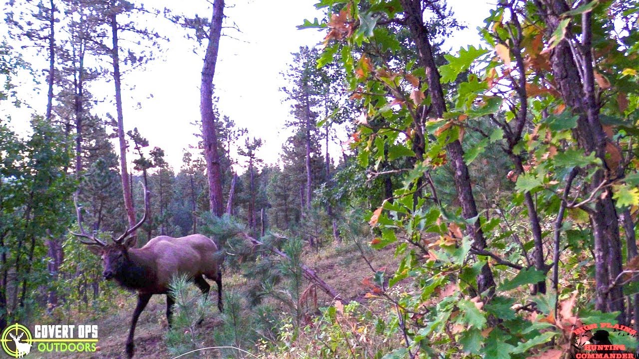 Elk Hunt with Covert Ops Outdoors Scent Control