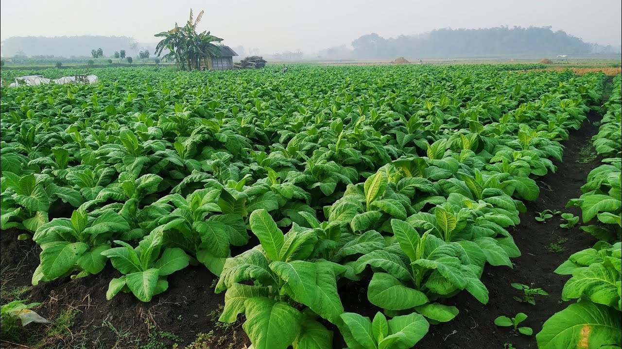 Indonesian Tobacco Farming - Indonesian Tobacco Harvest [] Tanam Tembakau Sampai Panen