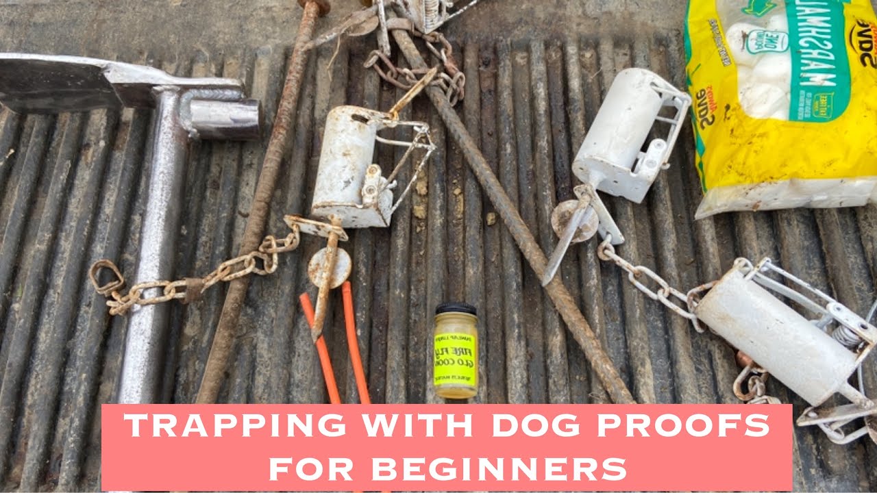 RACCOON TRAPPING WITH DOG PROOFS FOR BEGINNERS 