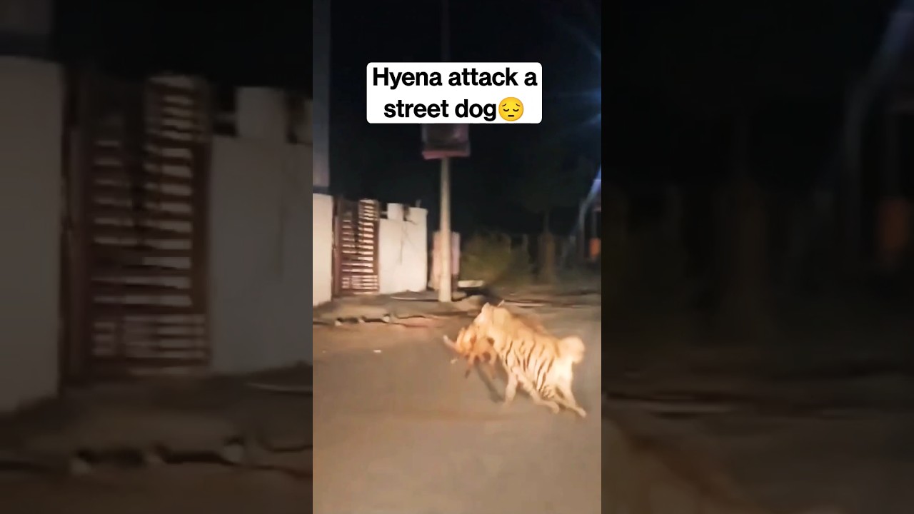 Wild Hyena attack a street dog || Hyena spotted in Dhanori, Pune#shorts #dogvideo #dogrescue #hyena