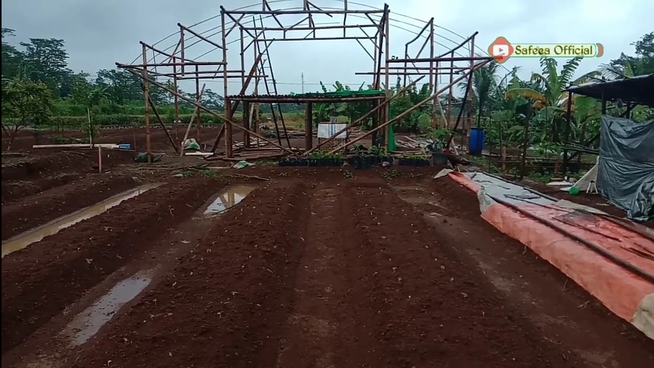Kacang Panjang 3Hst Baru Tumbuh 60% Sempat Terendam Air Hujan Banjir...