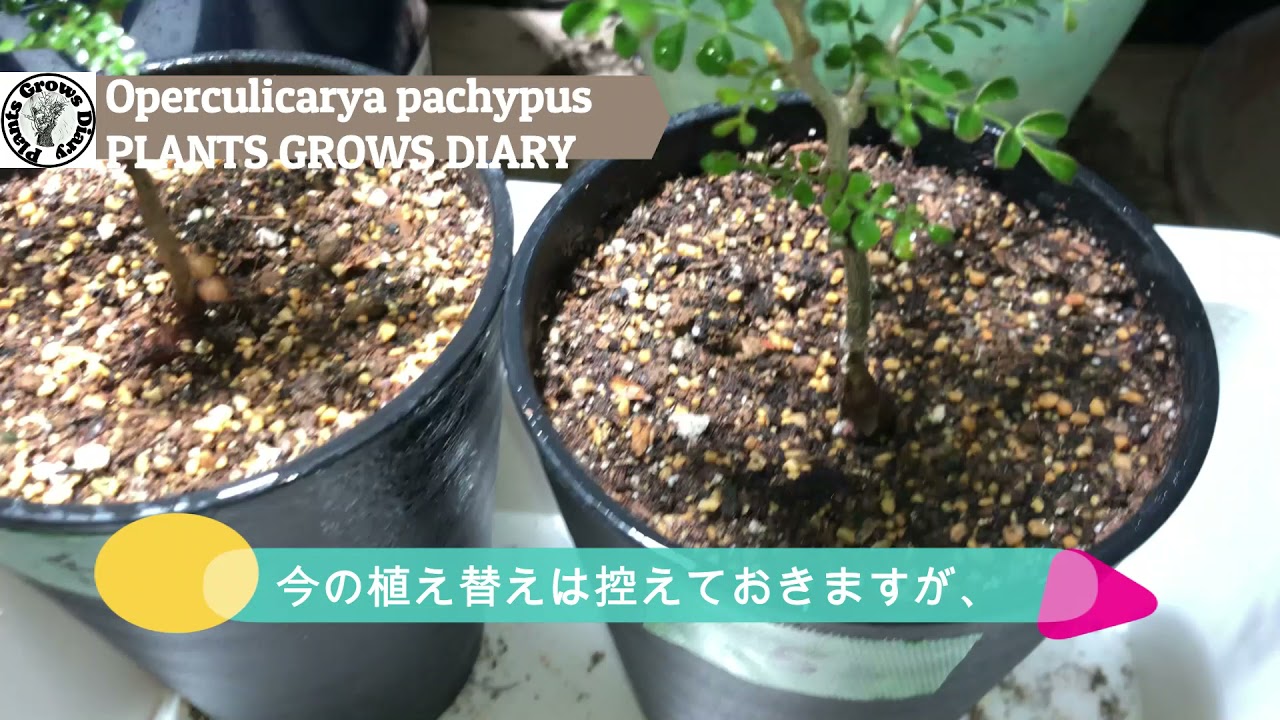 Plants Growth Diary ＃08 夏のミス＃AGAVE＃アガベ＃プランツグロースダイアリー＃なかの商店＃グランカクタス＃サボサボストア＃サボオク