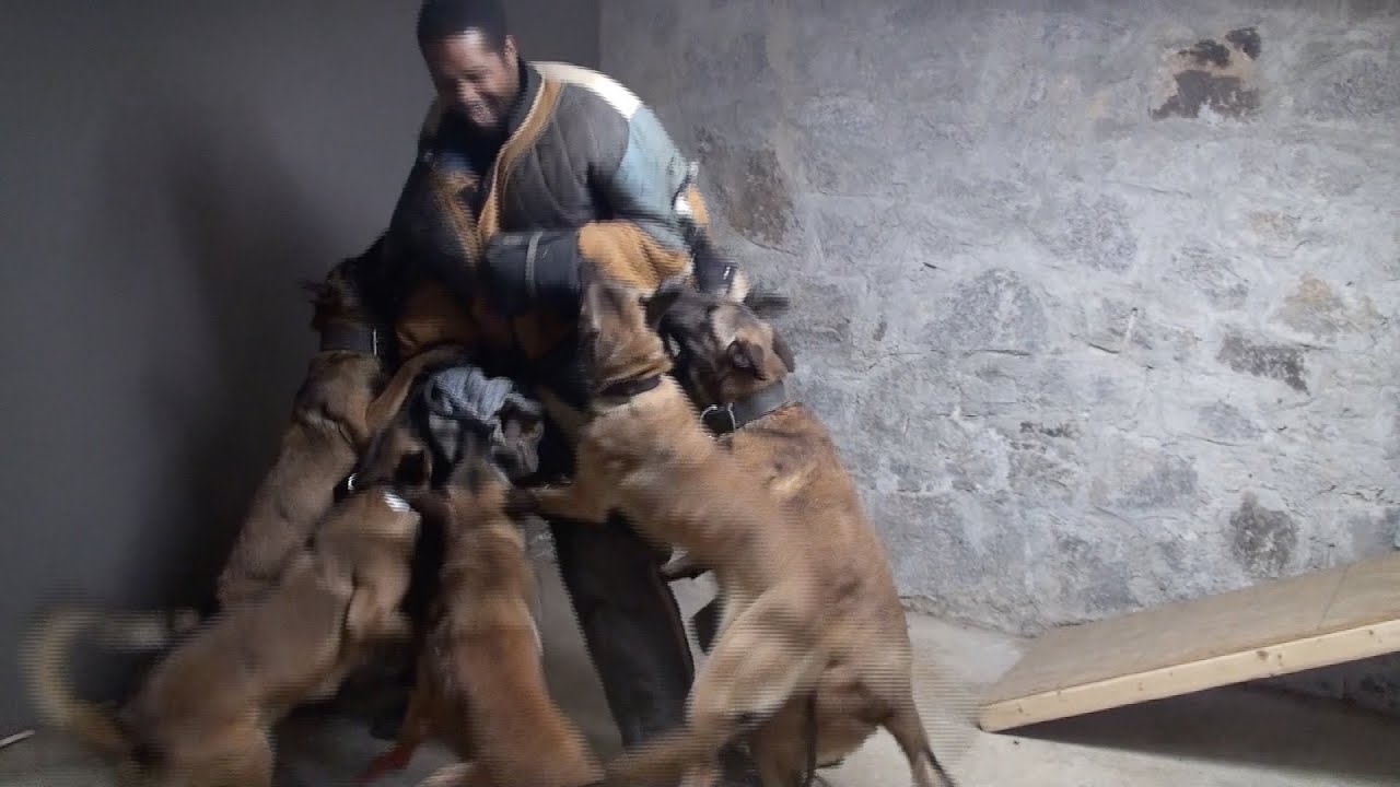 7 Belgian Malinois protect owner !