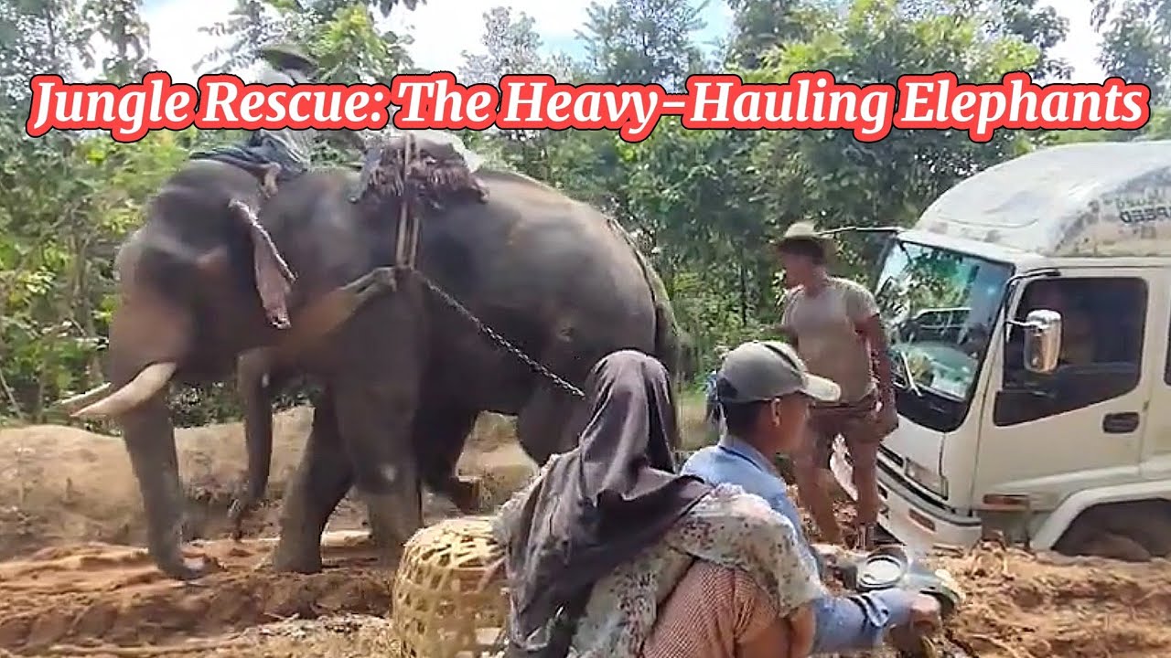 Jungle Rescue: The Heavy-Hauling Elephants