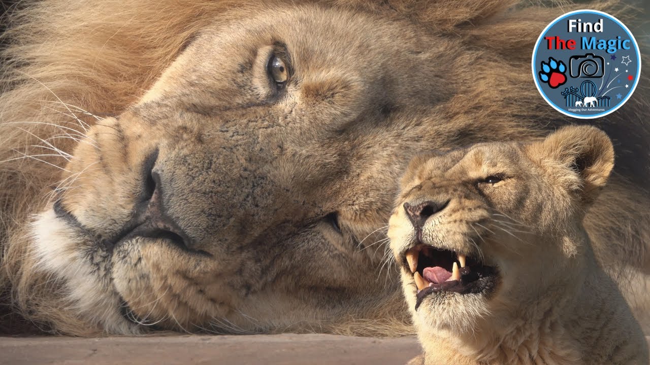 Roaring Lions at Chester Zoo | Tribute To Asiatic Lions Iblis Kiburi And Kumari