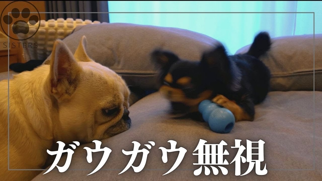 チワワにガウガウされても全く動じないフレブルw