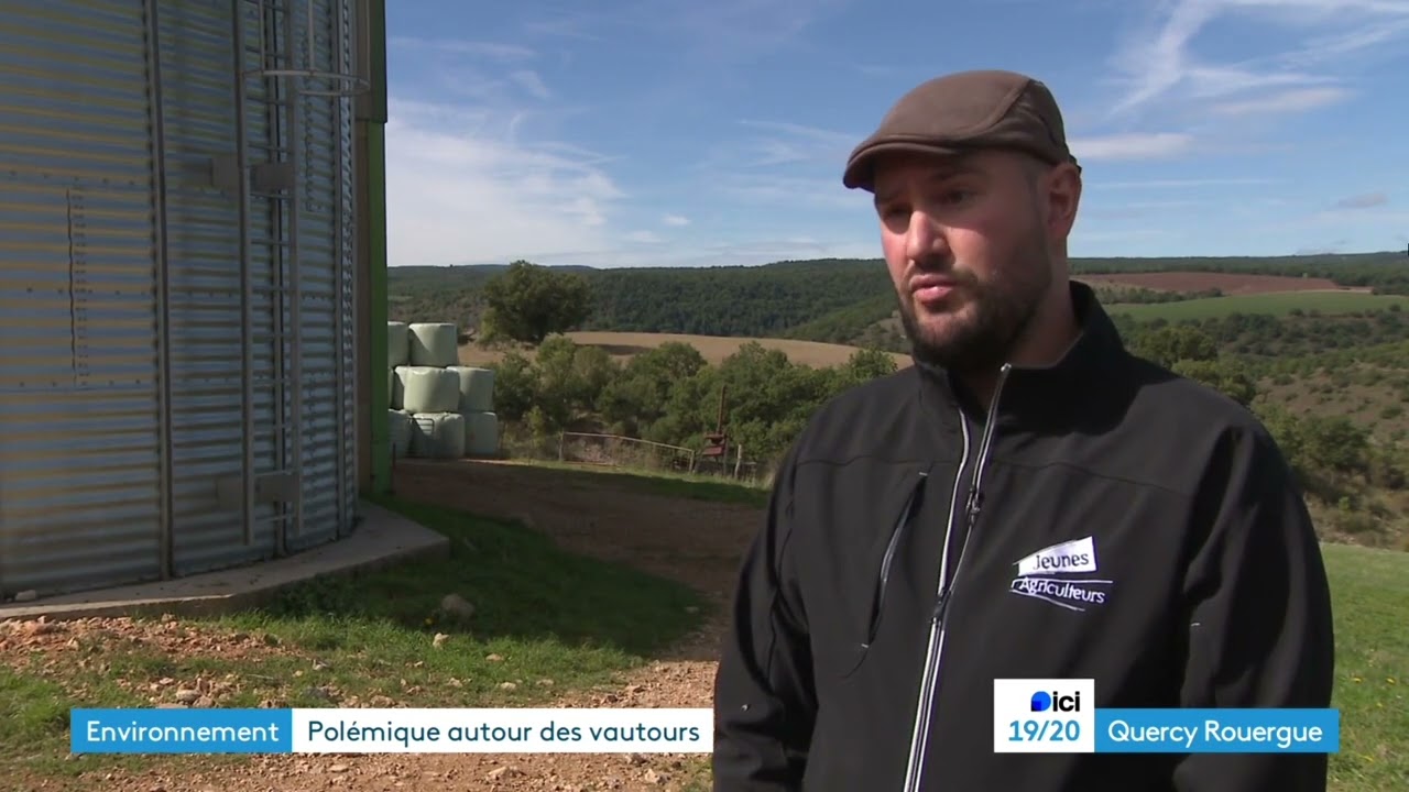 Le vautour s’attaque aux hommes : une espèce protégée, devenue menaçante !!