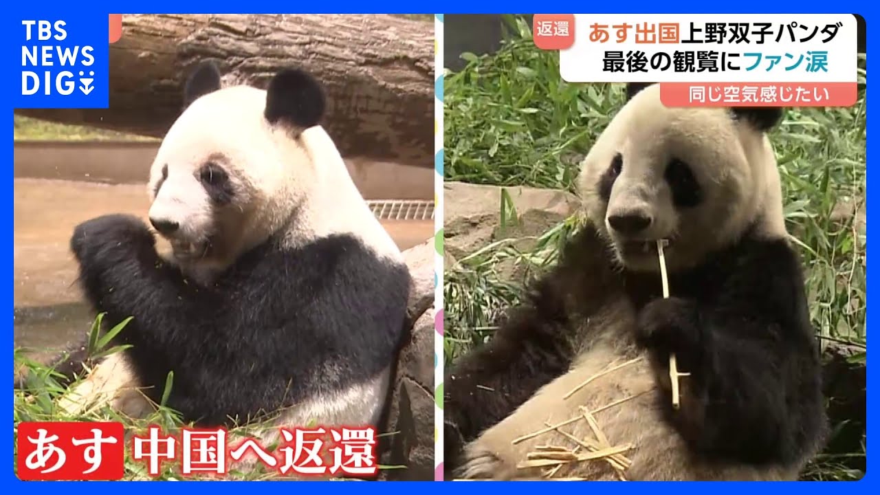 「楽しい“パン生”を送って」双子パンダ「シャオシャオ」「レイレイ」中国へ 最後の観覧に別れ惜しむファンは涙｜TBS NEWS DIG